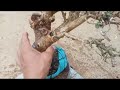 M641 gl cây bìn Lin 250k LH 0707713796 Khương bonsai