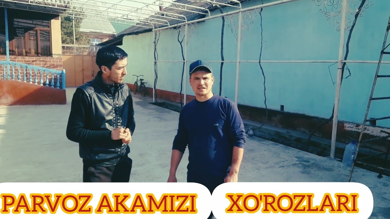 КУВАЛИК ПАРВОЗ АКАМИЗИ ПАРВАРИШИДЕГИ -ТОЗА КОНЛАРИНИ АБЗОРИ ОБУНА БОЛИНГ
