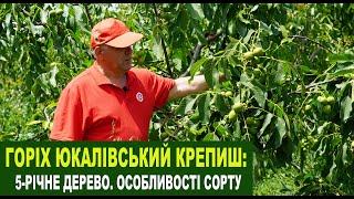 видео: №215 Горіх Юкалівський крепиш. П'ятий рік від посадки картинка: №215 Горіх Юкалівський крепиш. П'ятий рік від посадки