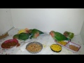 Agapornis Papilleros con 29, 31, 33, 34, 35, 36 días comiendo algo más que papilla 🍼 🥣 VIDEO 2.