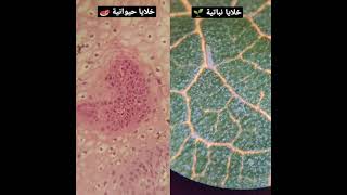 الفرق بين الخلية النباتية و الحيوانية تحت الميكروسكوب 🔬              #تعلم #تحت_المجهر #الصف_الرابع