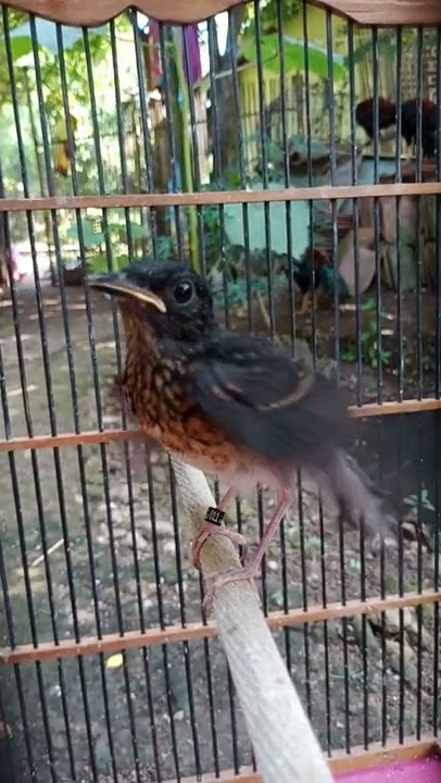 Anak burung murai batu jantan umur 1 bulan...