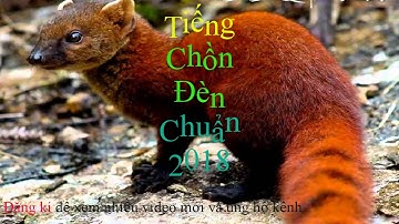 Tiếng chồn đèn chuẩn 2018 | Bẫy là dính
