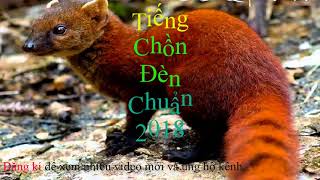 Tiếng chồn đèn chuẩn 2018 | Bẫy là dính