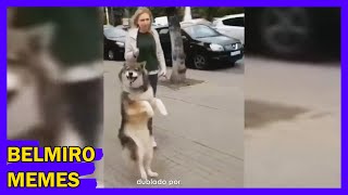 Belmiro Memes: Dublagens de animais engraçados - Episódio 140