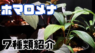第47話】「ホマロメナ 7種類紹介します」 - YouTube