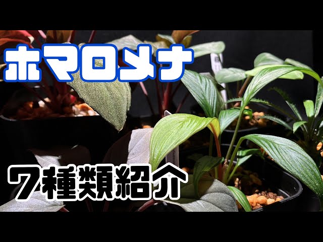 Episode 47] 