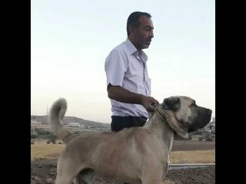 KANGAL SLAYT