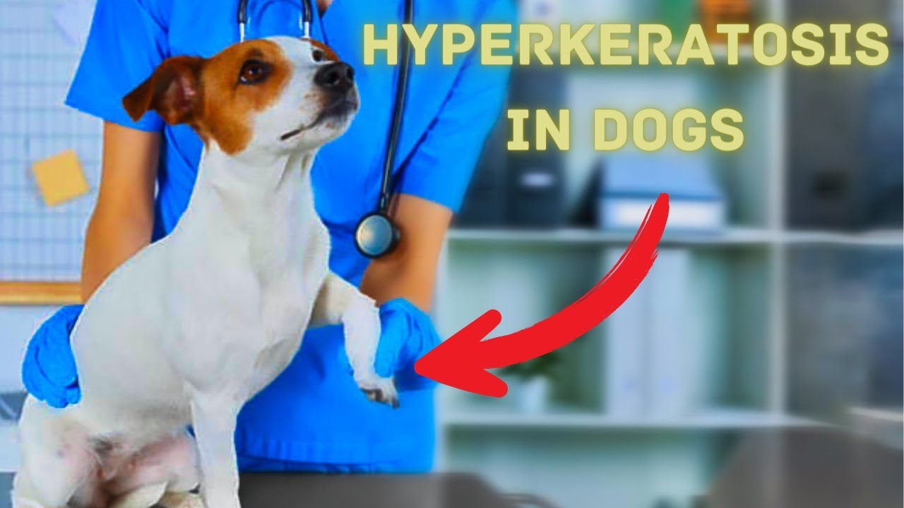 Understanding Hyperkeratosis in Dogs