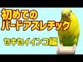 セキセイインコはバードアスレチックで遊ぶのか？【budgerigar】