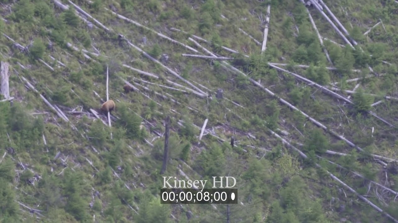 Big Black Bear Climbs Tree In Fear