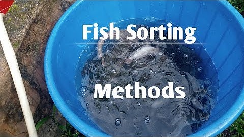 Sort Your Catfish with This Method (Practical Steps)