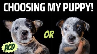 How to pick a puppy out of a litter. Get the BEST PUPPY for YOU! | DHB1