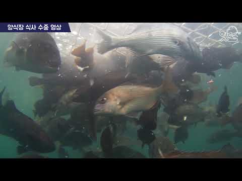[What <strong>kinds</strong> of fish <strong>live</strong> on?]