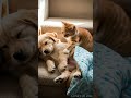 Puppy's so comfy it's falling asleep! Cat's massage skills are top-notch! #shorts #dog #cat