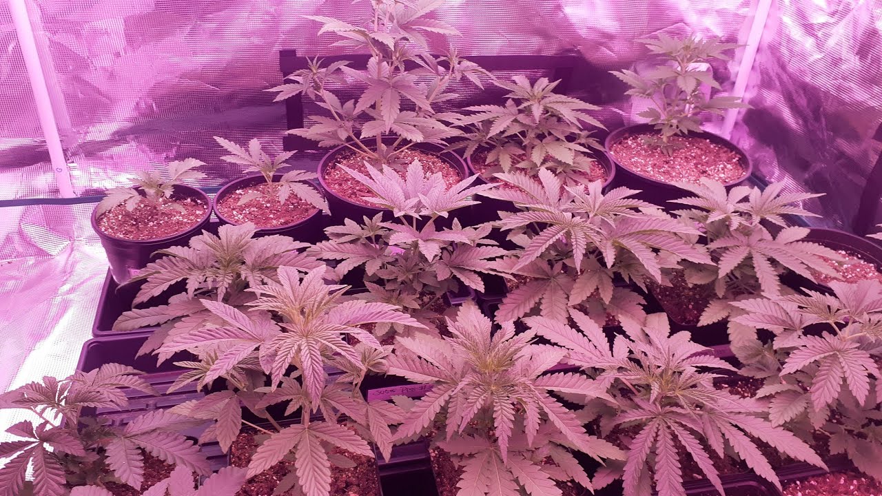Part 2 Multi Strain Update (Exotic Genetix, 3r Coast,Penthouse,Greenhouse seeds,silent seeds AND Moe