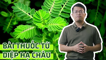 Tìm hiểu công dụng của cây diệp hạ châu (cây chó đẻ) và một số bài thuốc chữa bệnh từ diệp hạ châu