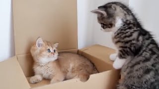 For kitten Mimi, the first impression of kitten Coco was bad...