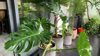 Checking The Plants #vlog #viral