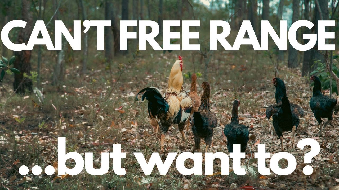 How To FREE RANGE CHICKENS When You Can t Let Them Out YouTube how-to-free-range-chickens-when-you-can-t-let-them-out-youtube