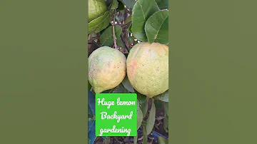 Organic Lemon Huge Size Satisfyingasmr Trendingshorts 