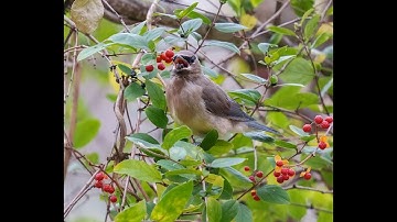 Birds in Rockefeller State Park Preserve on 11-05-2025