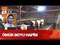 Öldüler mi, kaçtılar mı? - Atv Haber 29 Ekim 2020