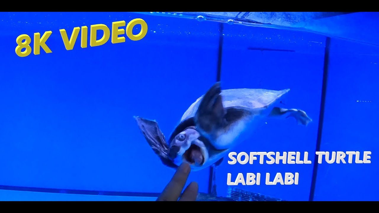 8K Video Soft shells turtle Bulus Labi Labi #8kvideo #turtle #bulus # ...