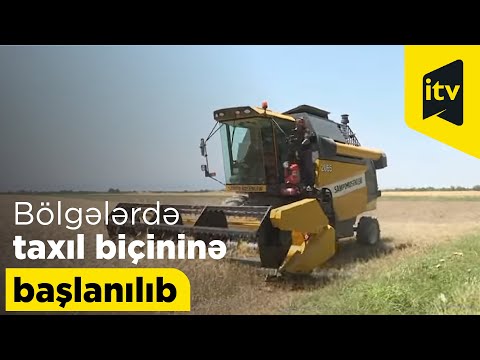 Bölgələrdə taxıl biçininə başlanılıb