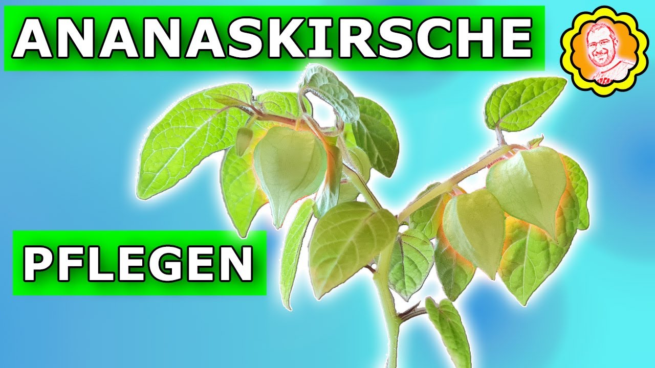Ananaskirsche: Die richtige Pflege für gesunde Pflanzen