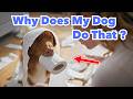 10 Things Your Dog Does That Prove They Love You More Than You Know