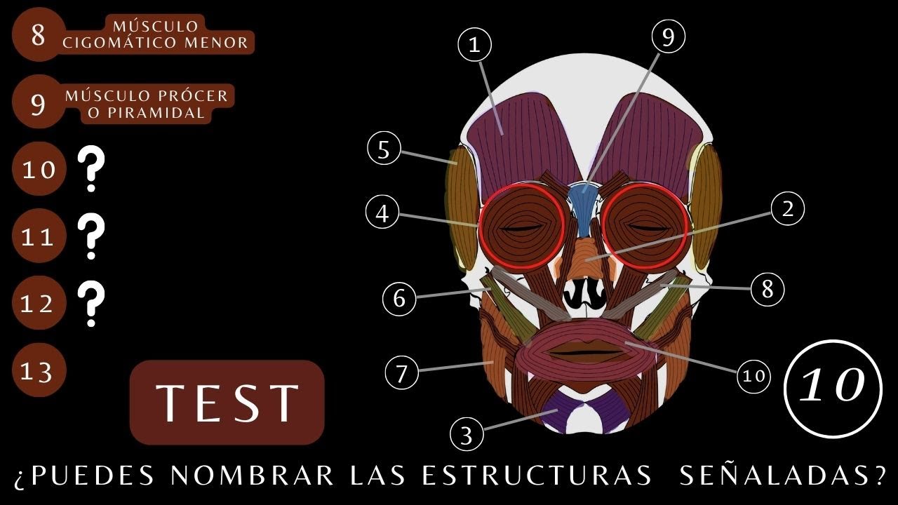 MÚSCULOS DE LA CARA ¿Cuánto Sabes de "ANATOMÍA de los Músculos de la Cabeza y Cara"? | 