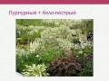 Наталья Мягкова — Пурпурный цвет в саду. Как избежать ошибок при создании композиции.