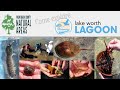 ERM Virtual Field Trip: LWL - Estuary Exploration &amp; FL Horseshoe Crab Watch