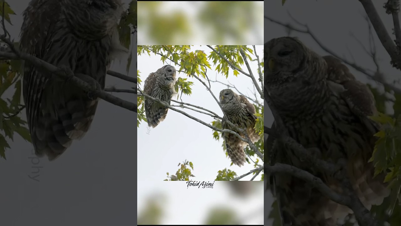 Have you ever heard male and female Barred Owl duet? 