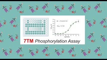 7TM Phosphorylation Assay