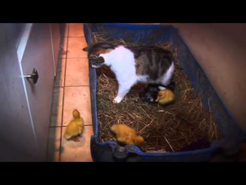 Un chat s'occupe de canard comme s'ils étaient ses chatons