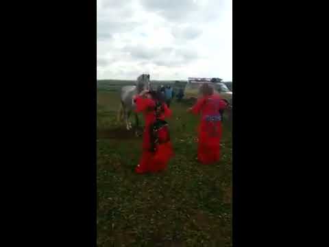 ثلاث راقصات يرقصن مع حصان لتبوريد tbourida Maroc 2018