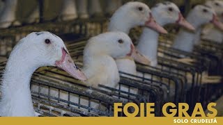 FOIE GRAS, solo crudeltà - un'indagine di Essere Animali