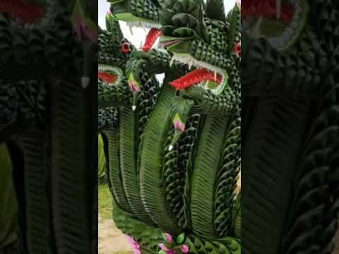 Video: Crassula 