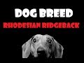 DOG BREED - Rhodesian Ridgeback [ITA]