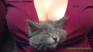 Приколы про котов и кошек 2015,смешные коты,лучшая нарезка Приколы про котов и кошек 2015,смешные коты,лучшая нарезка