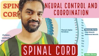 Neural control and Coordination | Spinal cord