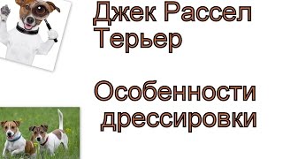 Особенности Дрессировки джек рассела терьера. Как дрессировкать щенка джек расела Особенности Дрессировки джек рассела терьера. Как дрессировкать щенка джек расела