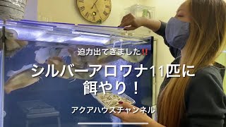 シルバーアロワナ11匹の餌やり！こんなに大きくなりました！