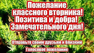 Пожелание классного вторника! Голосовое пожелание! Позитива и добра! Замечательного дня!