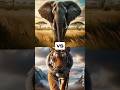 Elefante Africano VS Animais Selvagens ( Tigre, Leão, Rinoceronte, Girafa, Hipopótamo, Urso Pardo ).