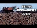 Прибавка к урожаю | Поздний посев | Гибрид Белла #СельхозТехникаТВ