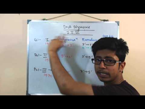 Video: Hvad er funktionerne af DNA-polymerase 1/2 og 3?