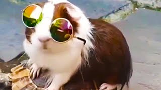 СМЕШНЫЕ ЖИВОТНЫЕ ОКТЯБРЬ 2019! 😂 КОТЫ И СОБАКИ - ПОЛНЫЙ РЖАЧ! 🤭 СМЕШНЫЕ ЖИВОТНЫЕ ОКТЯБРЬ 2019! 😂 КОТЫ И СОБАКИ - ПОЛНЫЙ РЖАЧ! 🤭